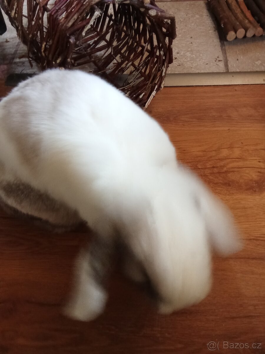 DOMÁCÍ KRÁLÍCI - 2