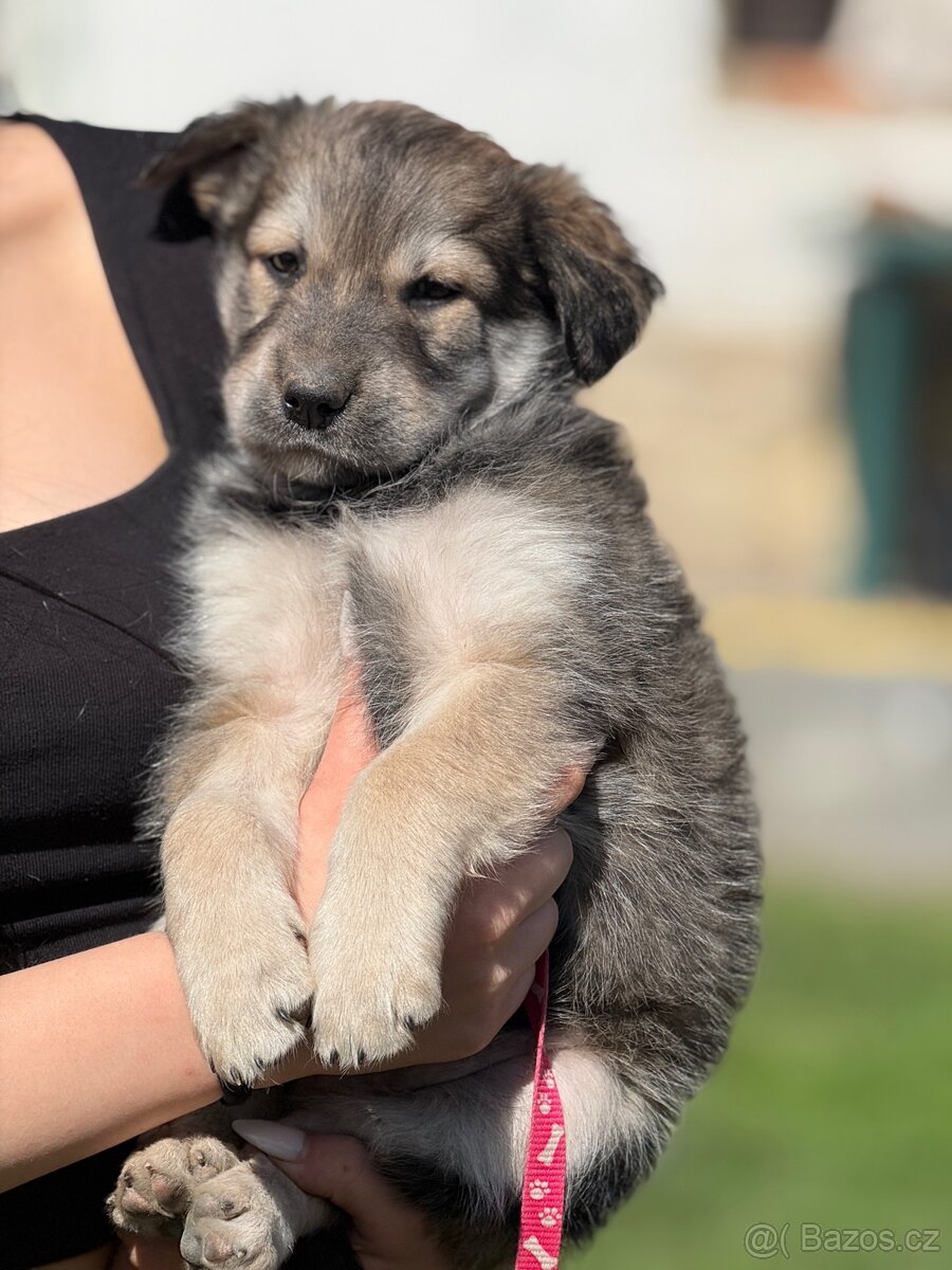 Štěňata - 2