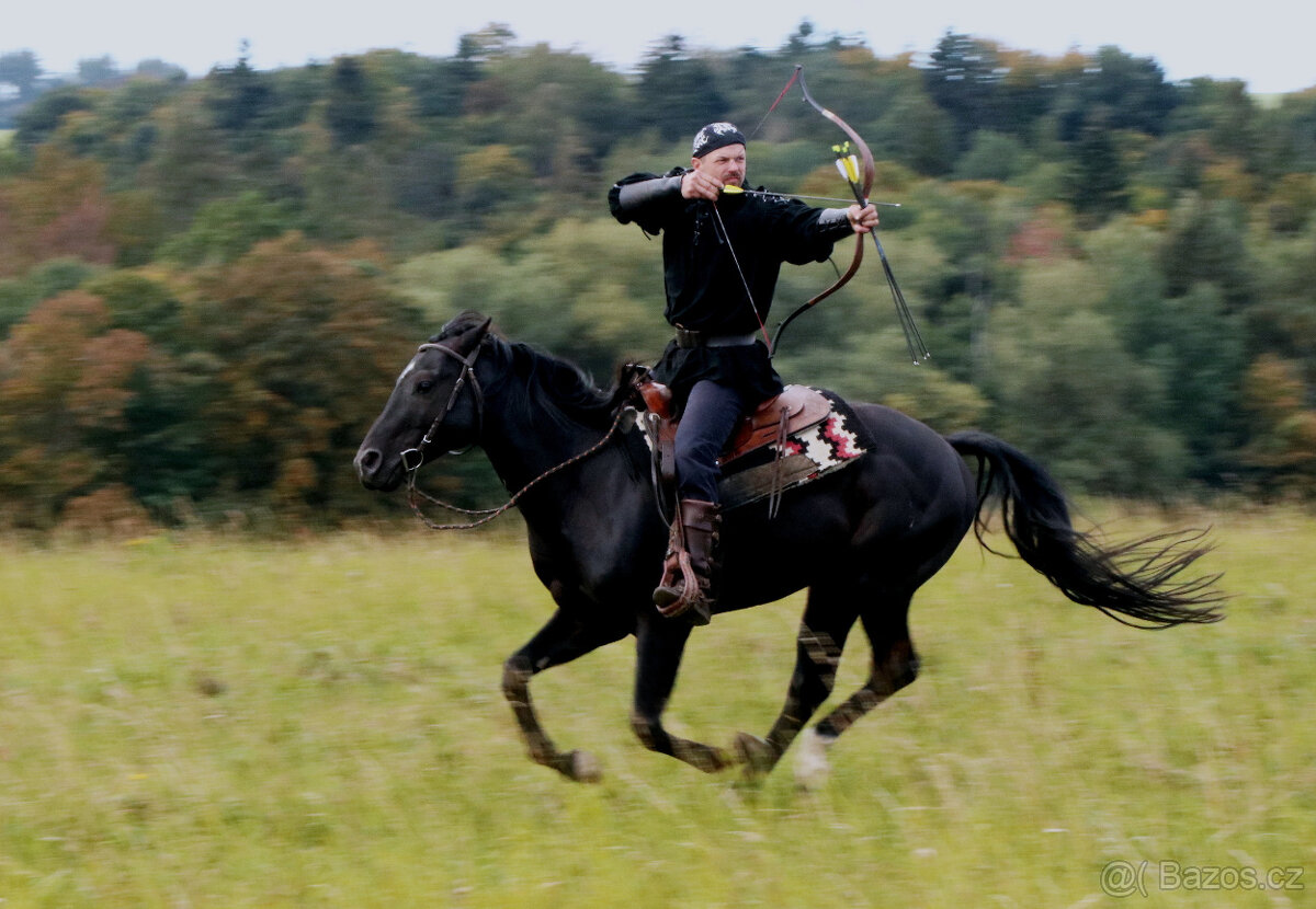 Připouštění Qh hřebcem Silver Black Harry - 2