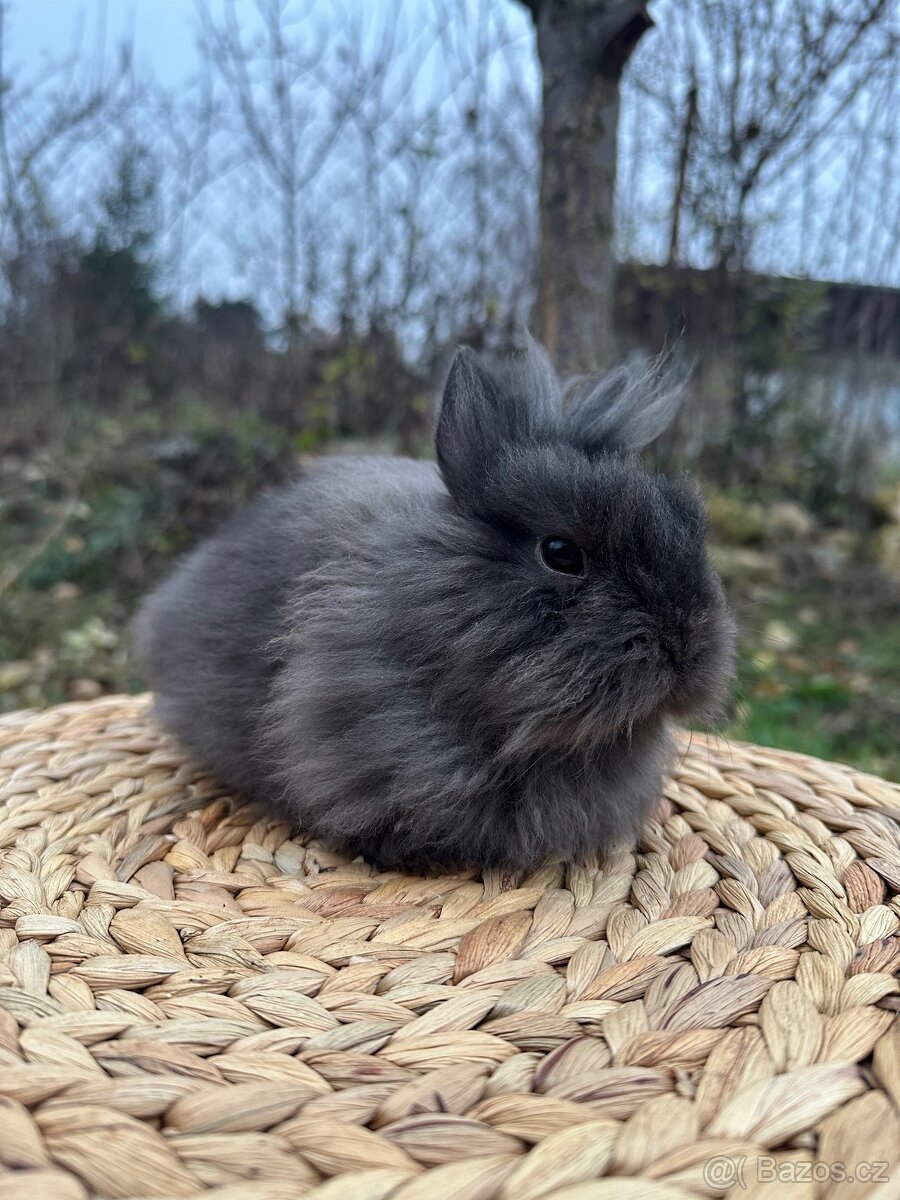 Zakrslý králík lvíček - 2