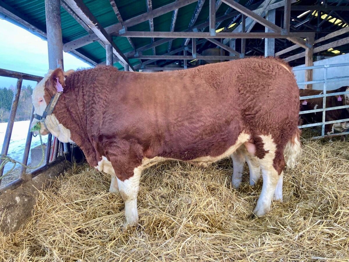 PLEMENNÍ BÝCI MASNÝ SIMENTÁL - 2