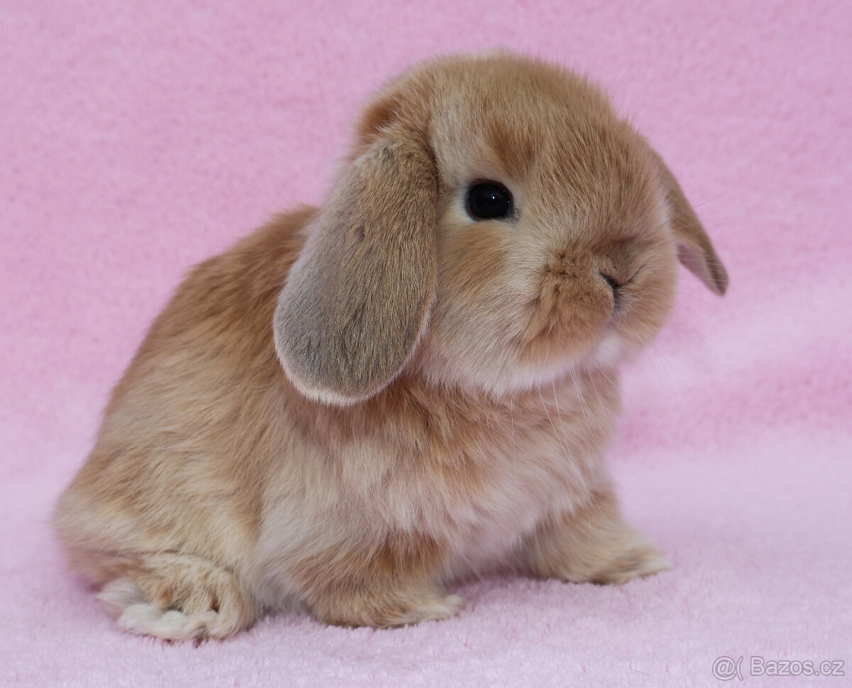 NHD beránek samička . - 2