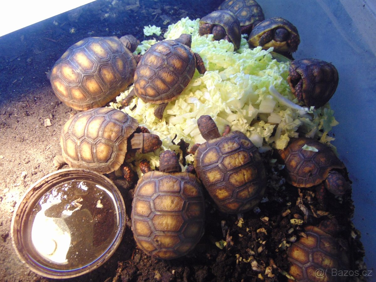 mladata zelva uhlirska vlasni chov - 2