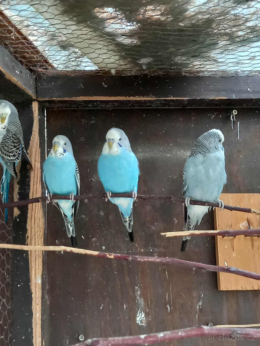 Andulka vlnkovaná - 2