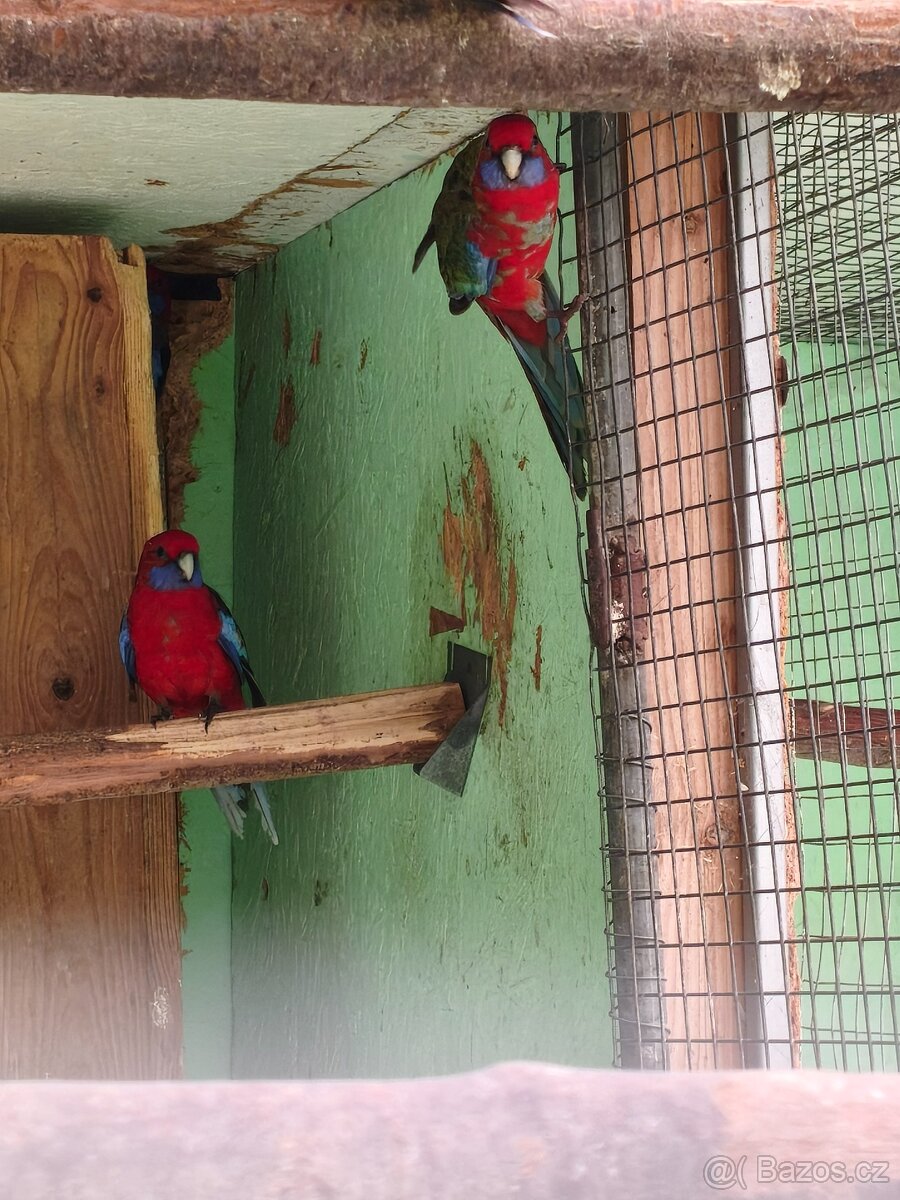 rosela penant přírodní - 2