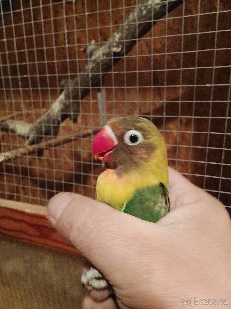 Papoušek agapornis - 2