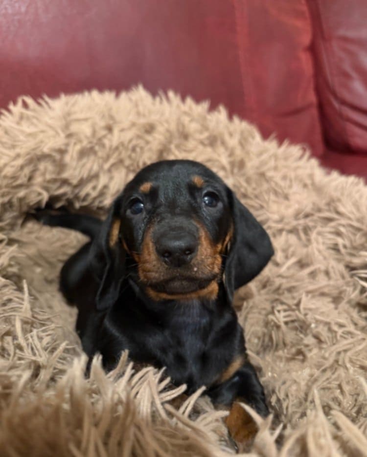 Trpasličí jezevčík štěňátka - 2