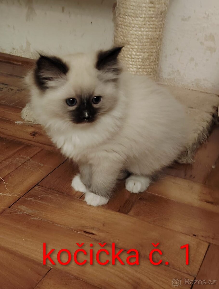 Ragdoll koťátka - 2