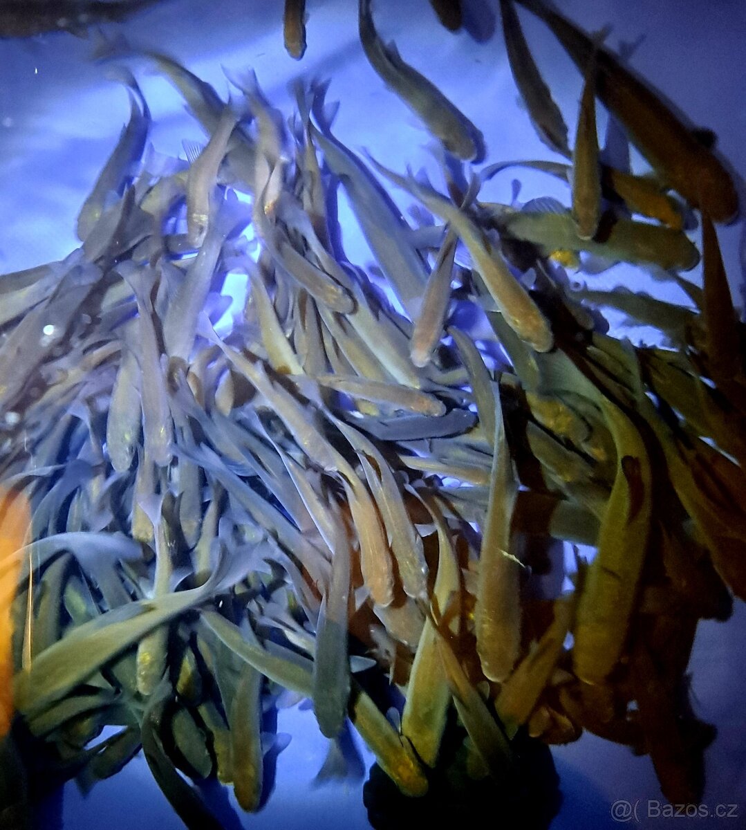 Násada Lín obecný - 2