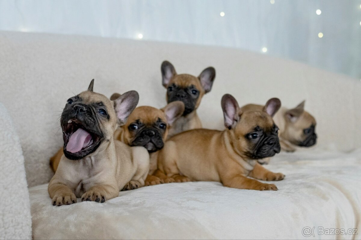 Francouzský buldoček - 2