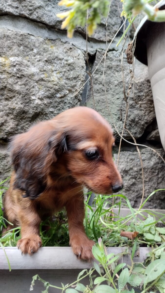 Jezevčík dlouhosrstý trpasličí - 2