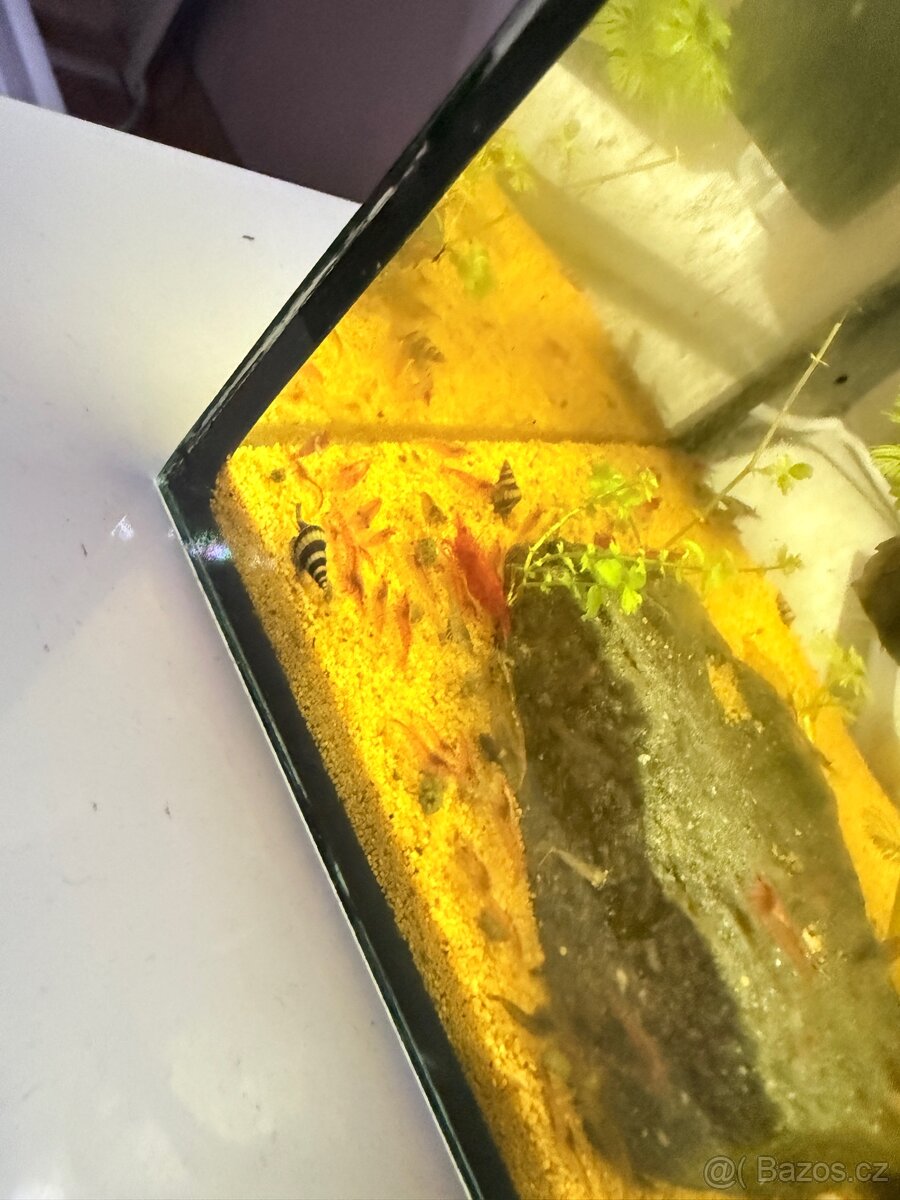 Krevetky mix barev červené většina - 2