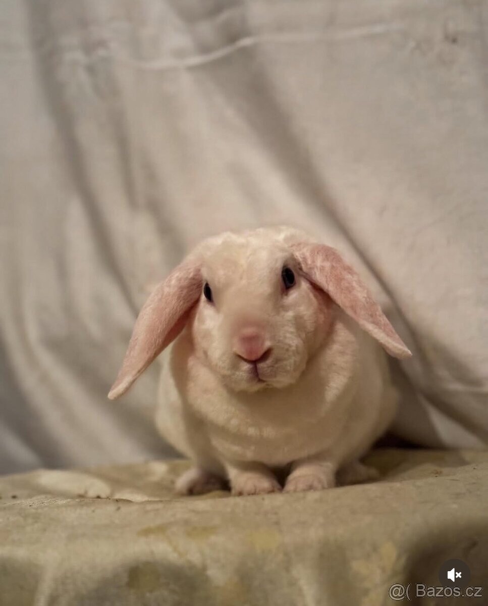 Zakrslý rex beran - After - 2