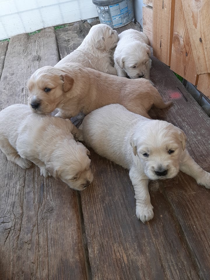 Zlatý retriever - 2