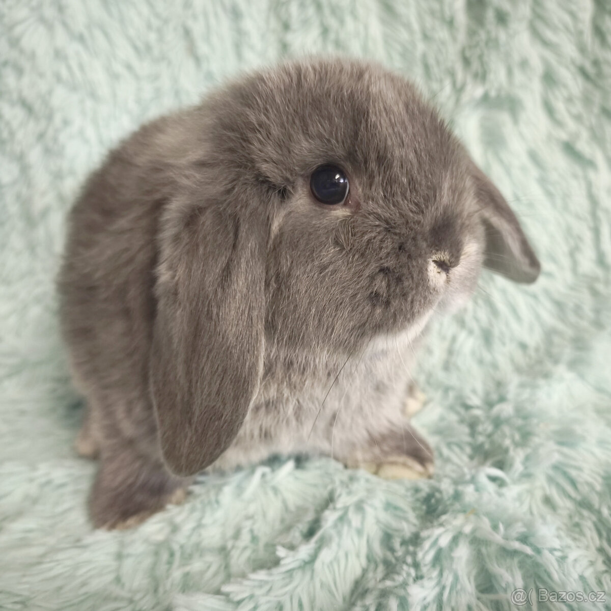 MINILOP 🍀🍀🍀 P1 🍀🍀🍀 - 2