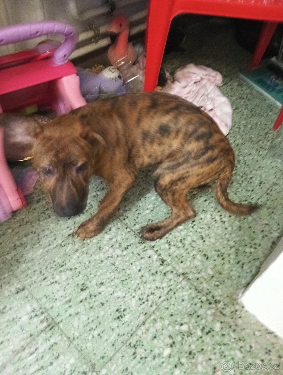 Štěně křížence - 2