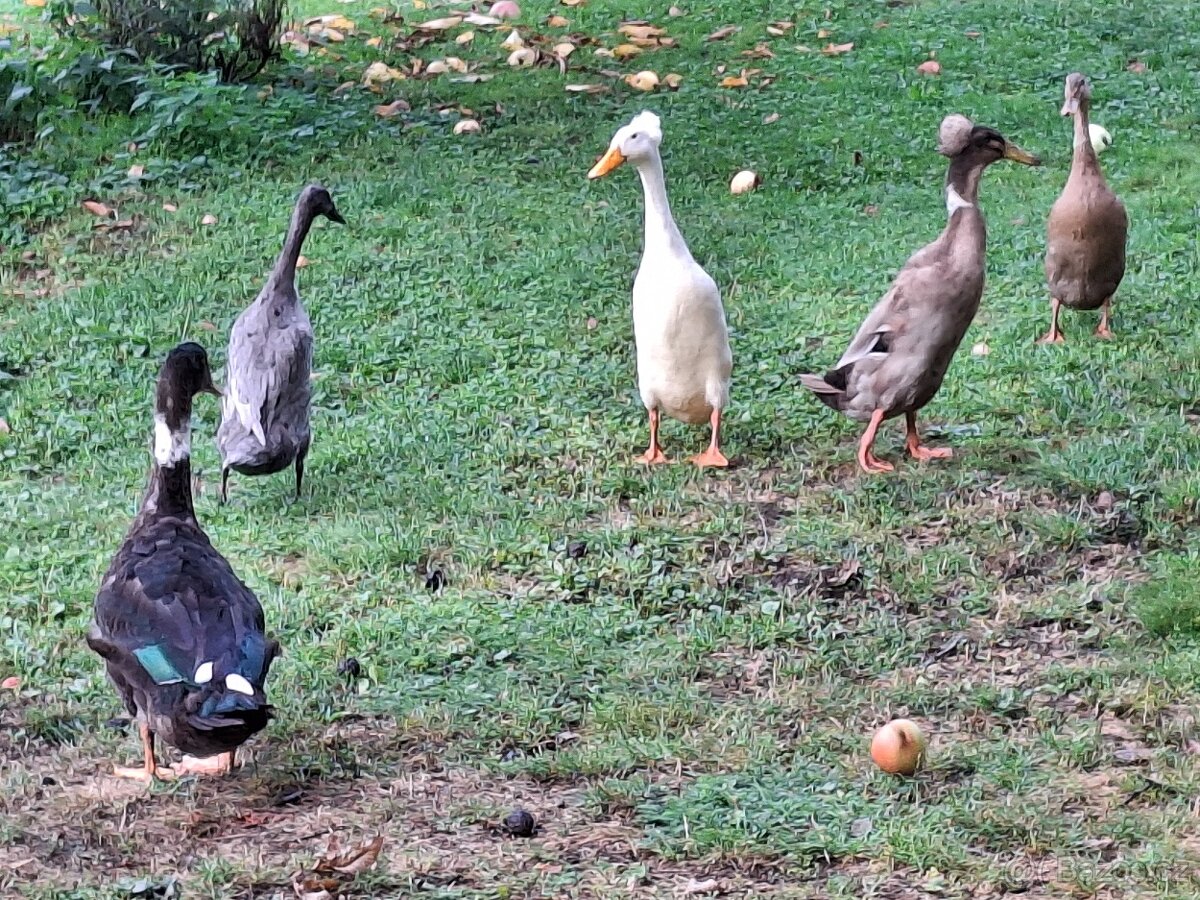 Indický běžec - 2