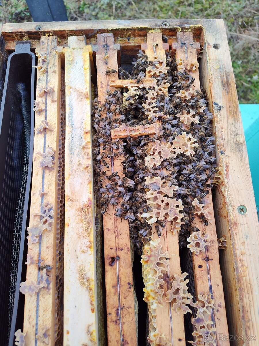 Prodej vyzimovaných oddělků Buckfast - 2
