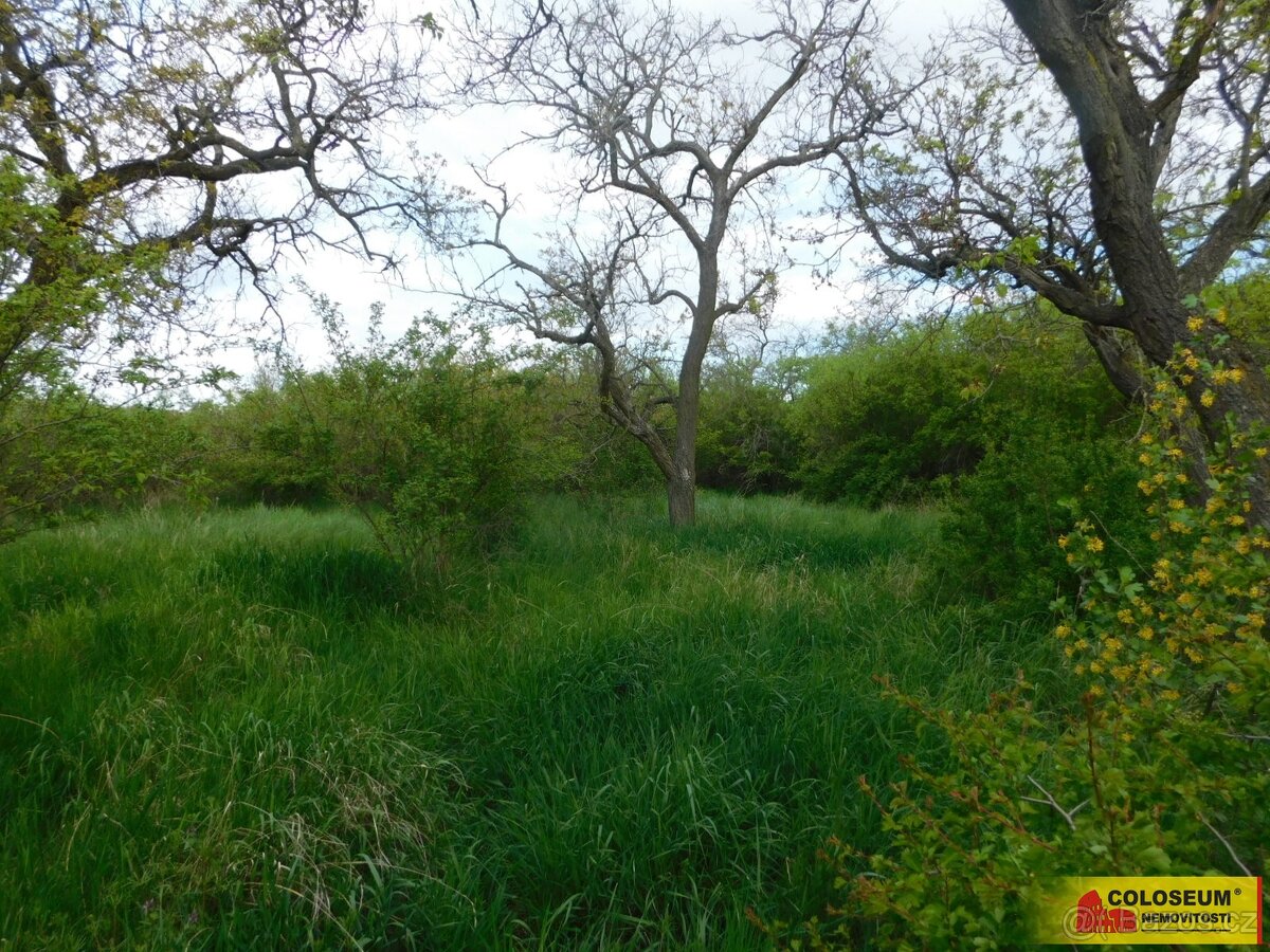 Znojmo, zahrada 609 m2, elektřina, voda, ovocné stromy - zah - 2