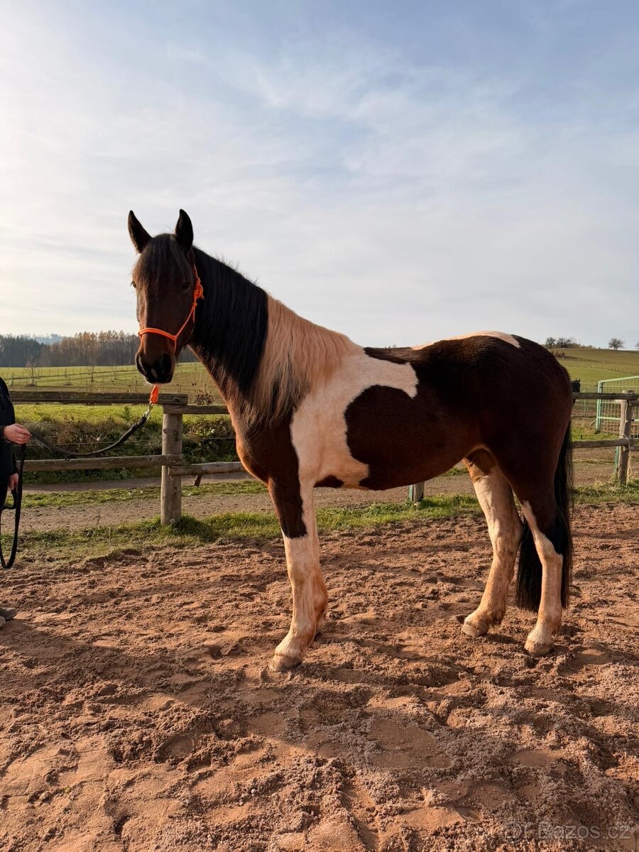 Klisna Barokní pinto - 2