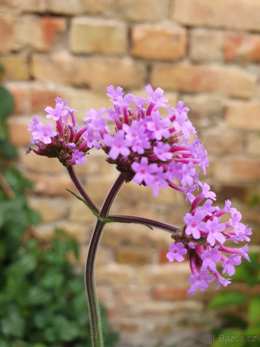 Verbena, sporýš argentinský - 2