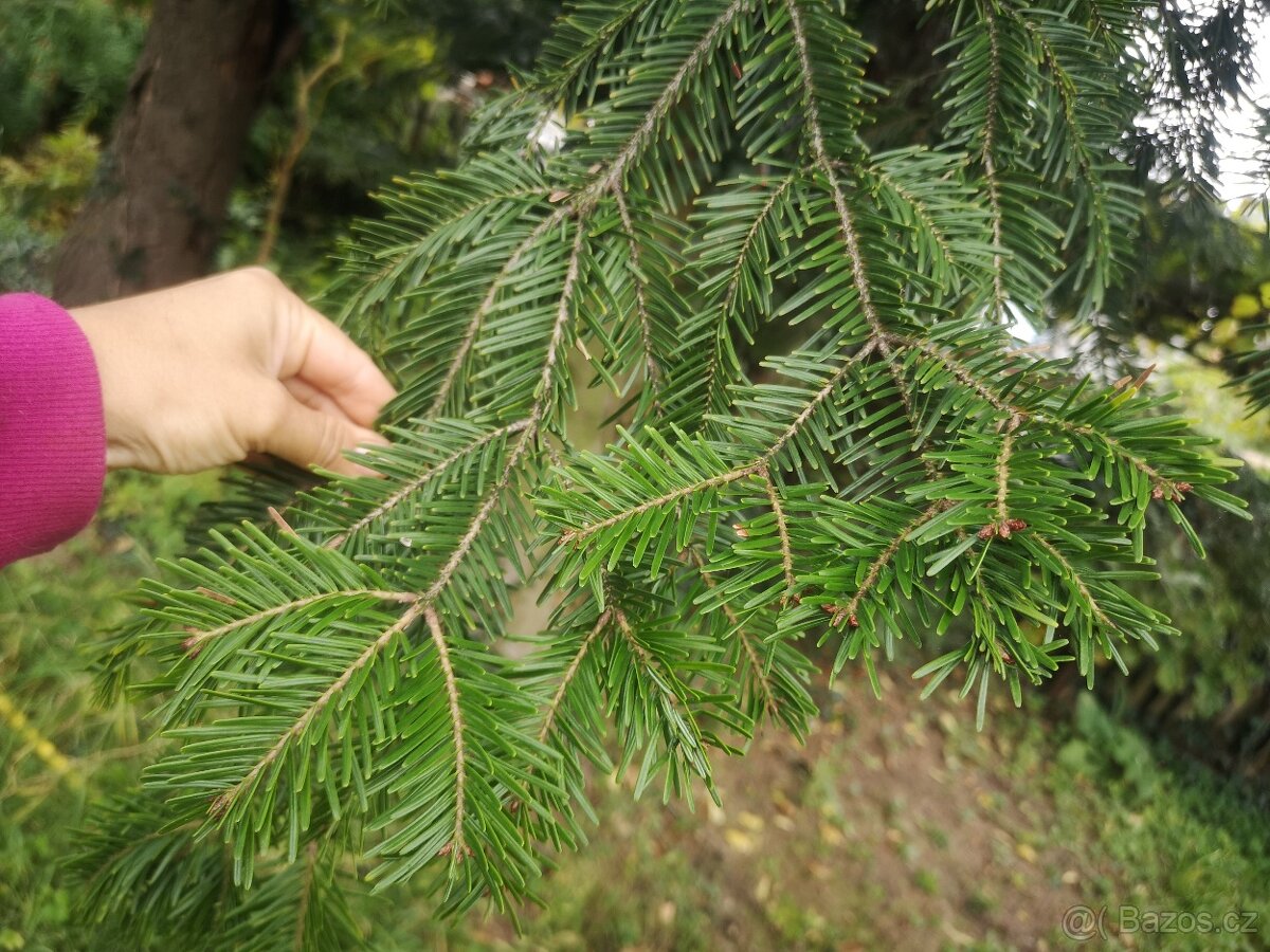Prodám chvojí z jedle bělokoré - 2