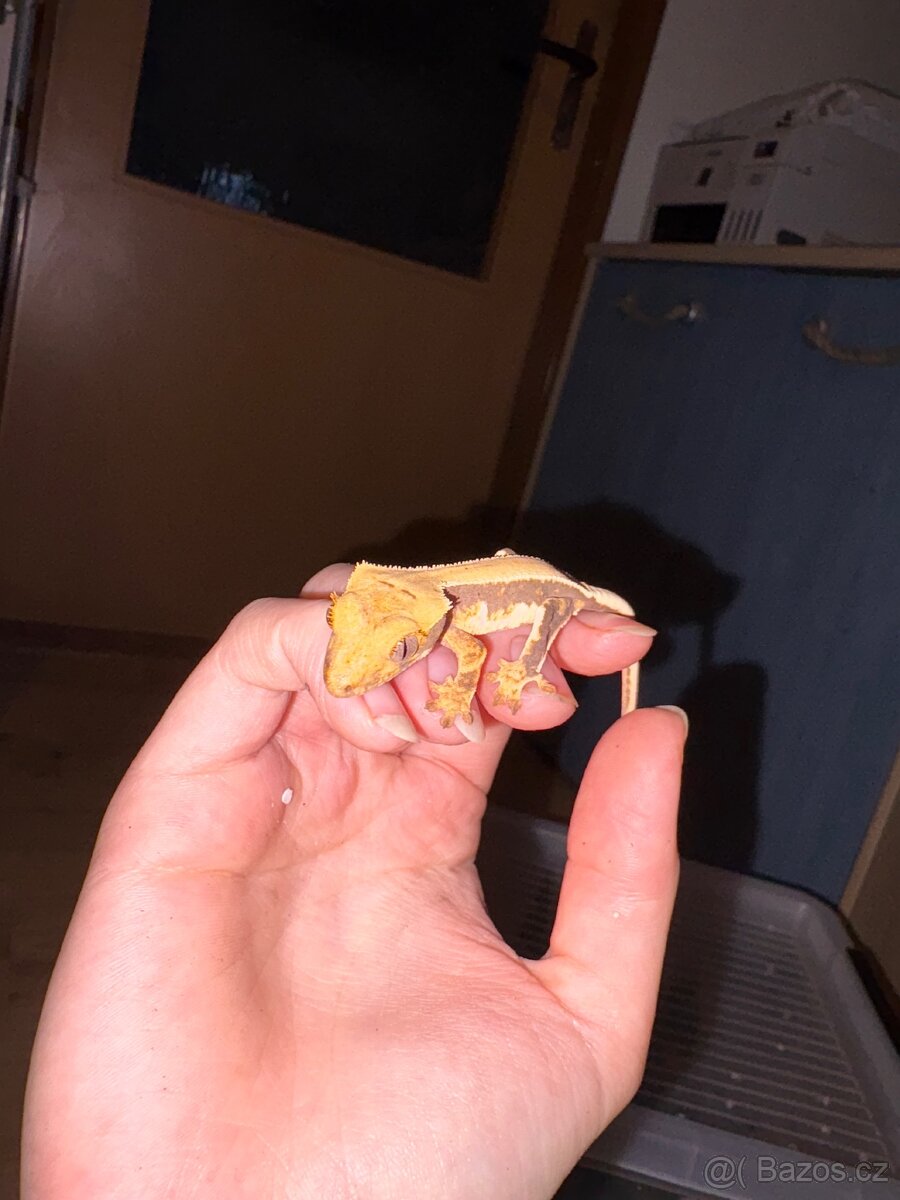 Pagekon řasnatý - 2