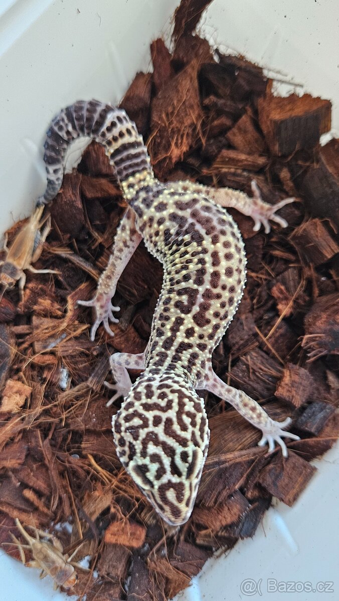 Gekončik noční samičky - 2