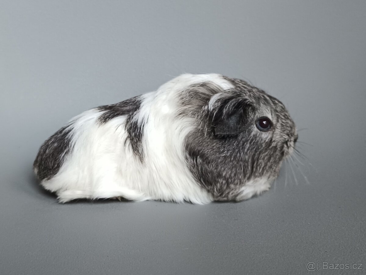 Dlouhosrsté morče - šeltie - 2