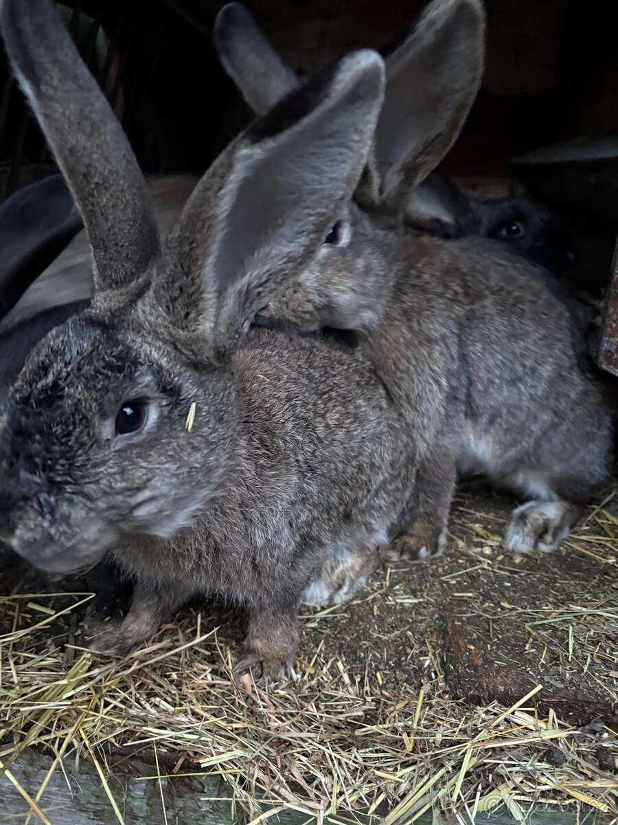 Prodám Králíky - 2