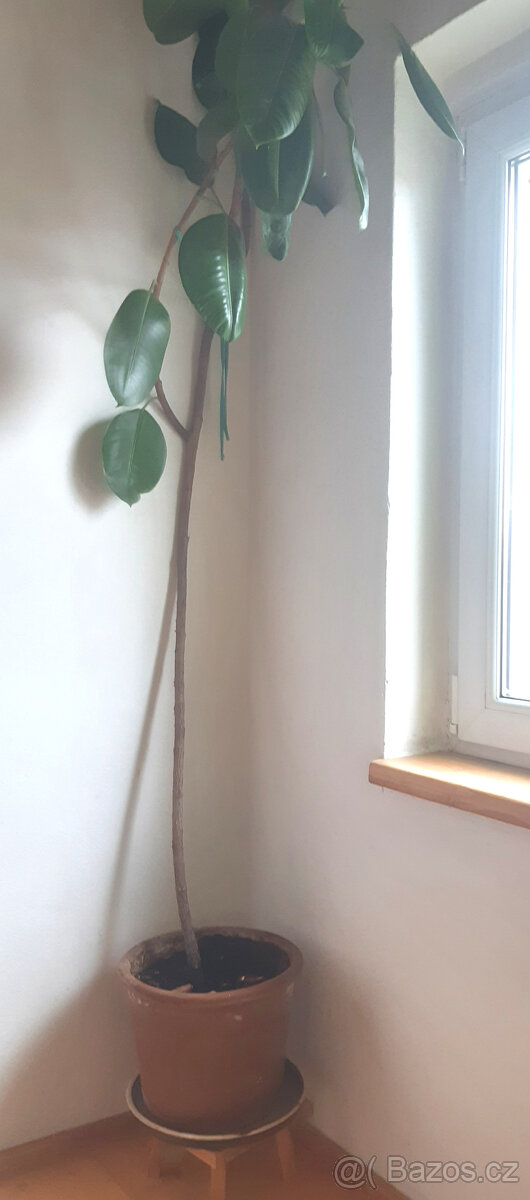 Vzrostlý fíkus - 2