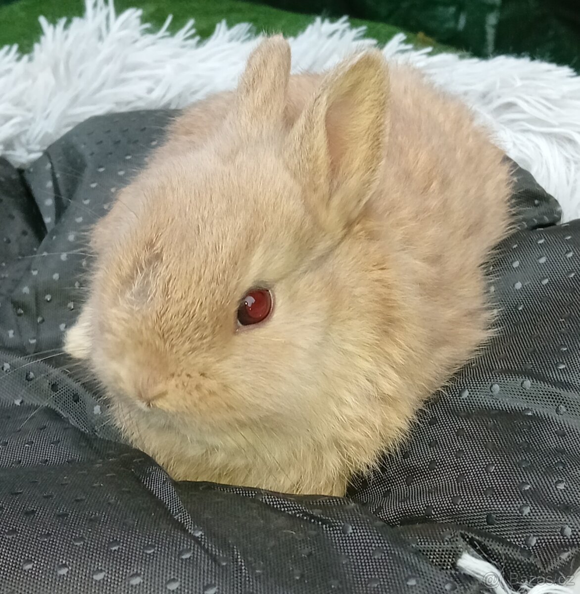 Zakrslý králíček - 2