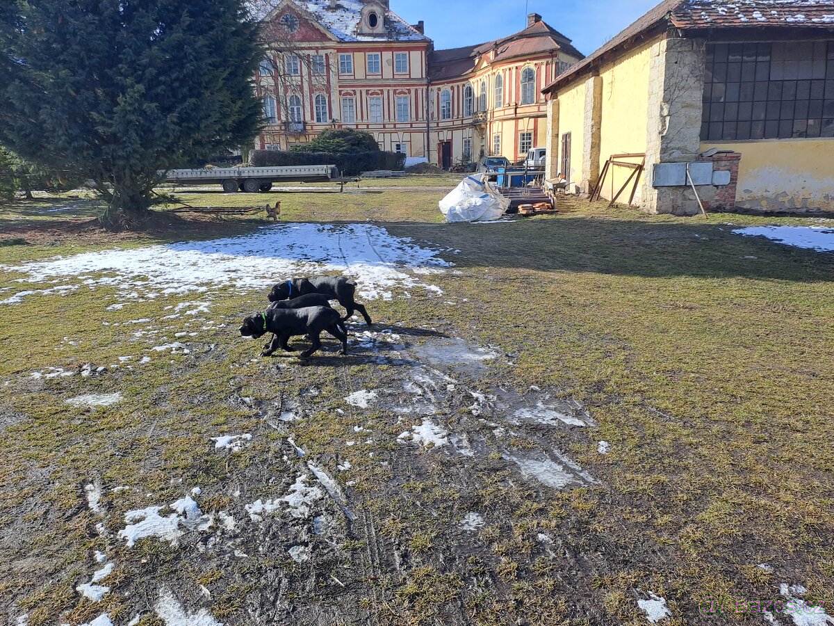 Štěňata cane corso - 2