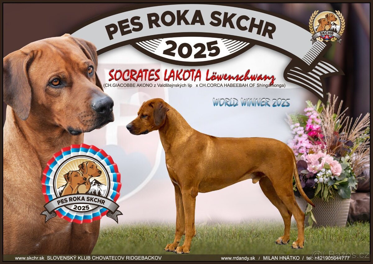Štěňata rhodéského ridgebacka - 2