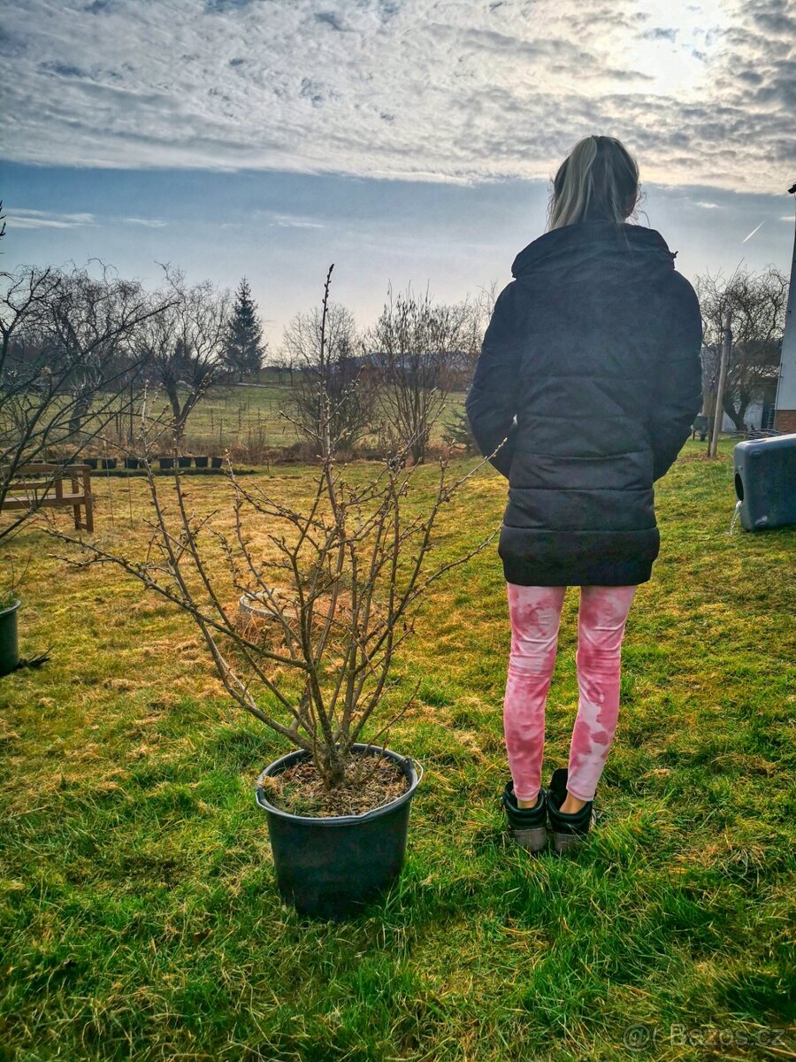 Vzrostlé rakytníky a josta - 2