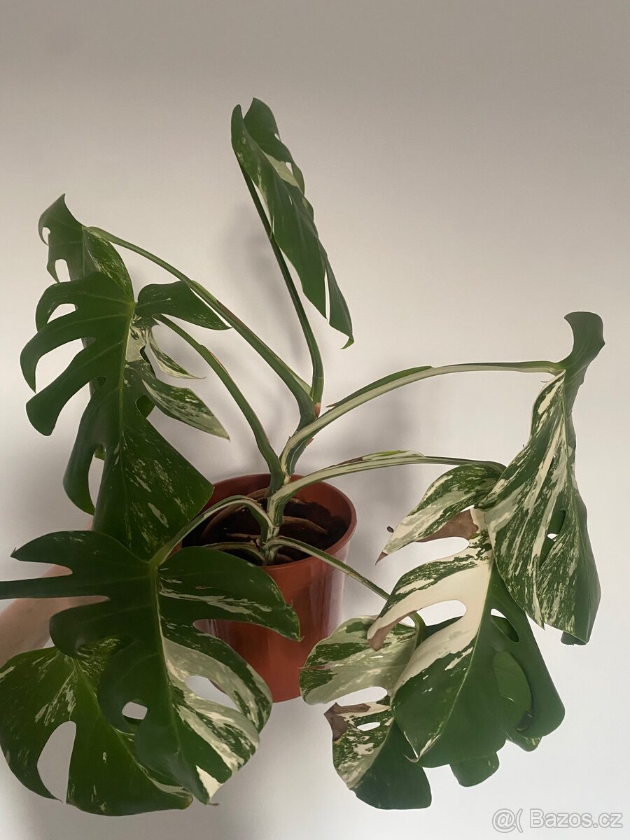 Monstera Deliciosa Albo Variegata - 2