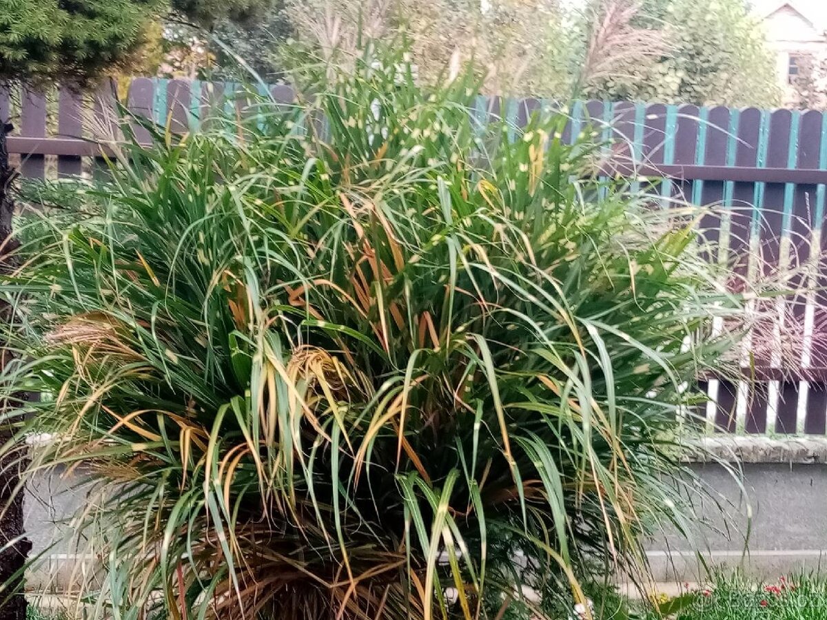 TRVALKY - ODKOPKY - 2