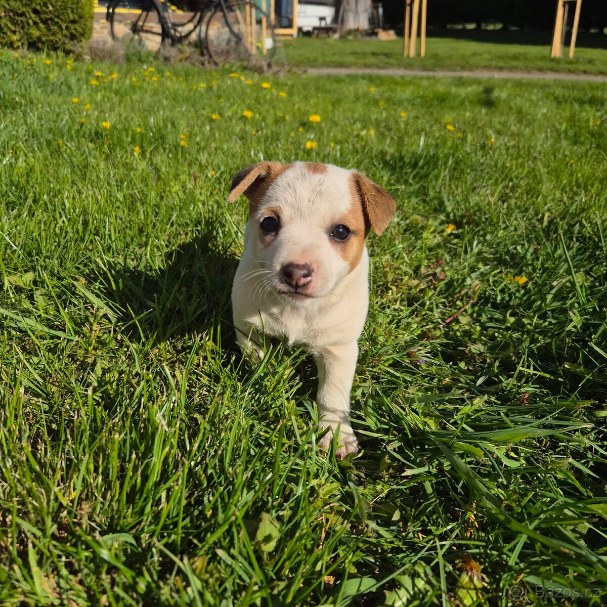 Jack russell teriér - 2