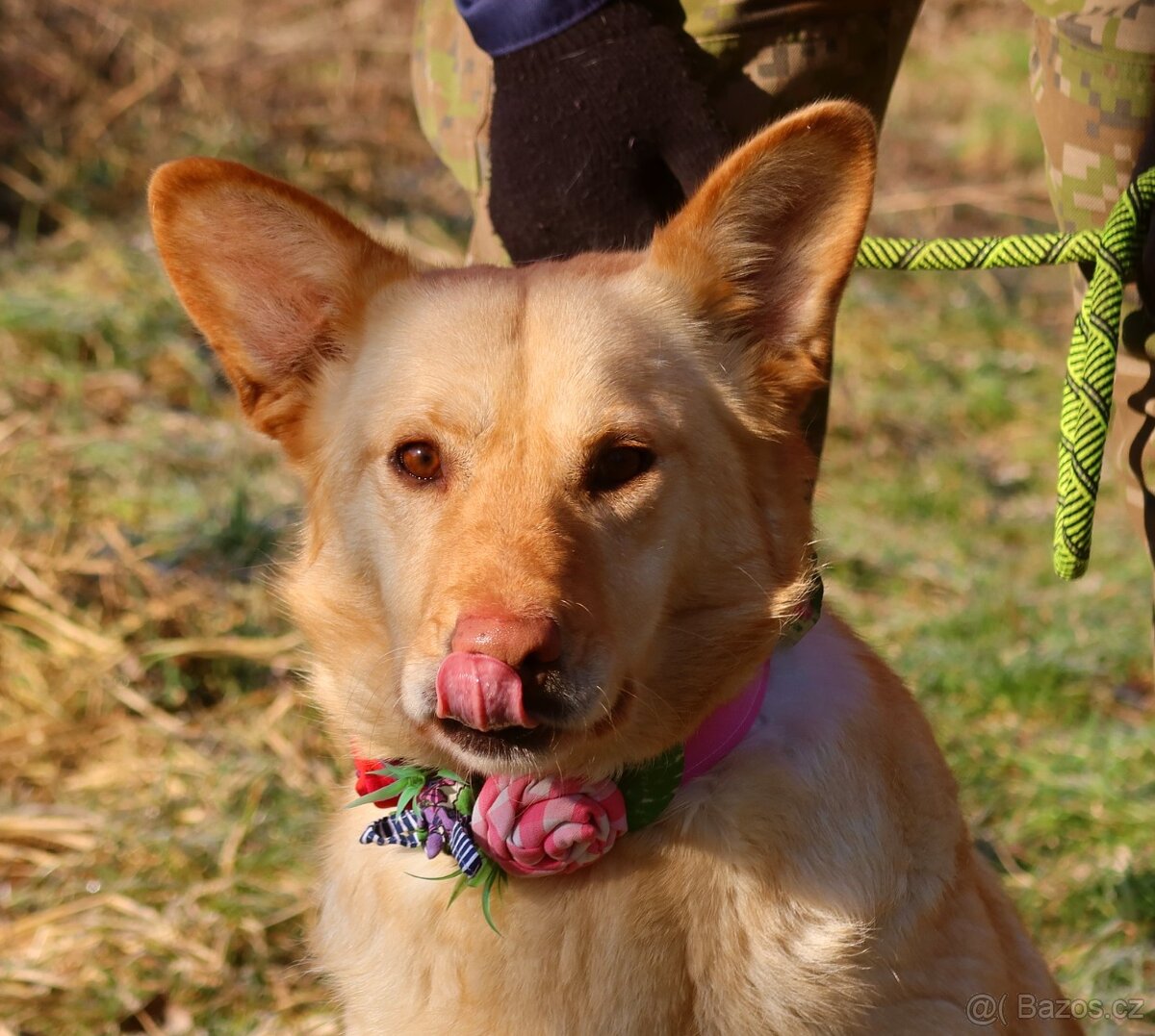 NATAŠA K ADOPCI - 2,5 ROKU, HRAVÁ,HODNÁ,VŠÍMAVÁ - 2