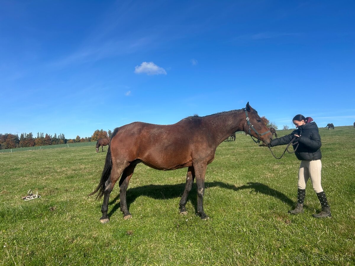 Kobyla s hříbětem - 2