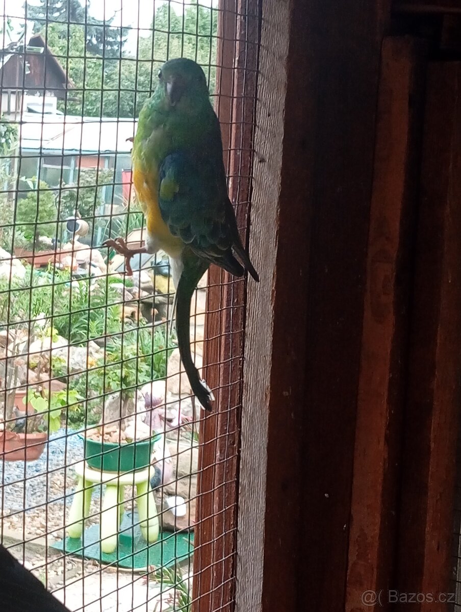 Papoušek zpěvavý - 2