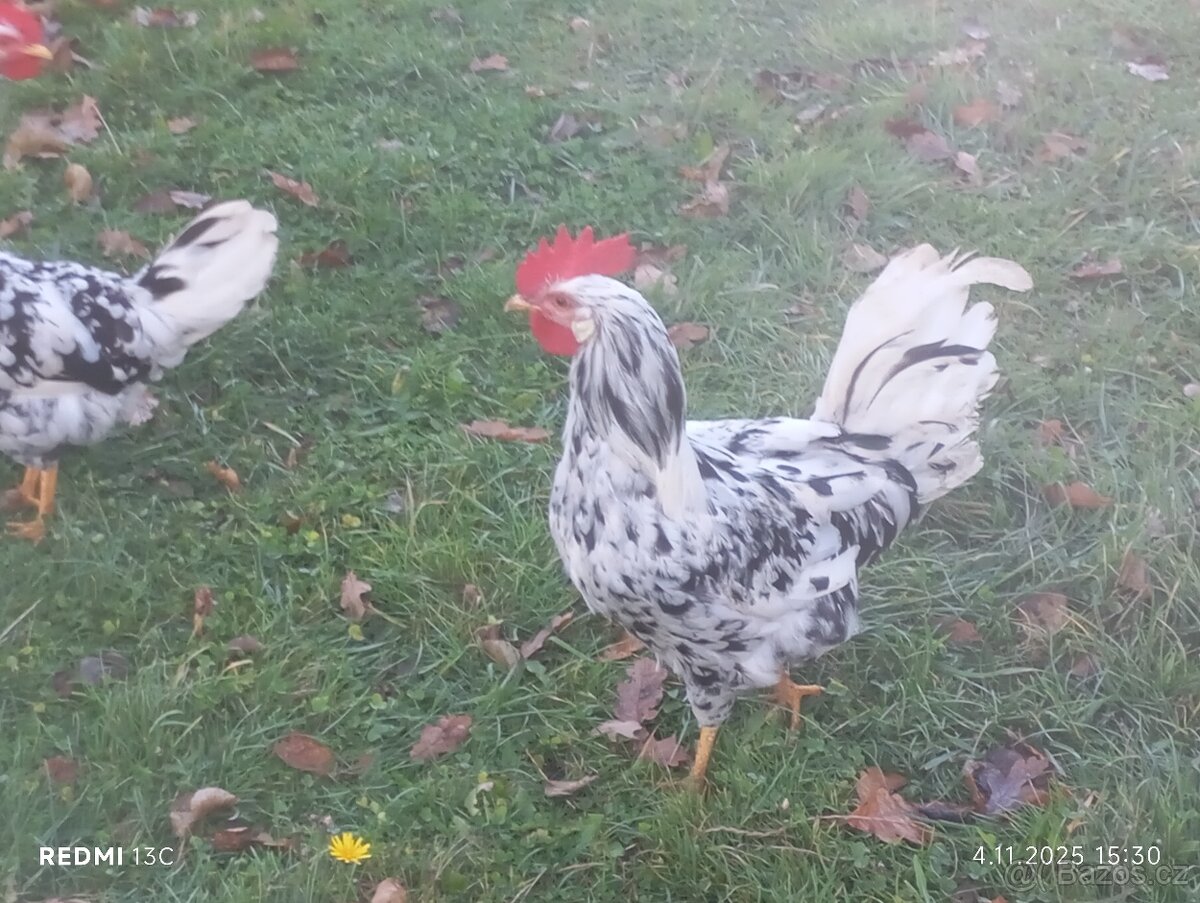 Vlaška exchequer - 2