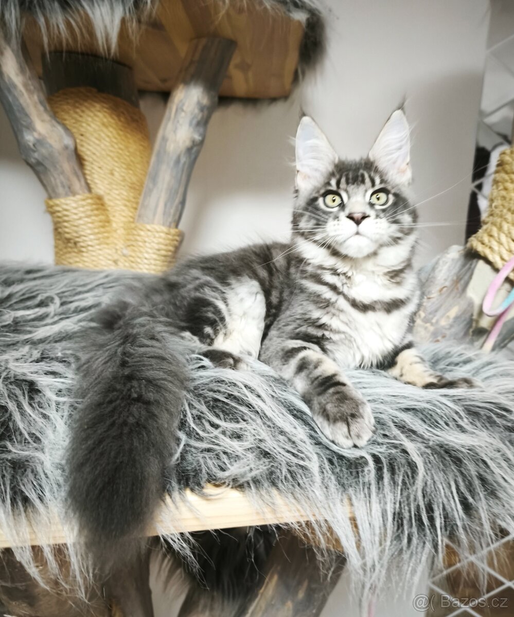 Mainská mývalí s PP - 2