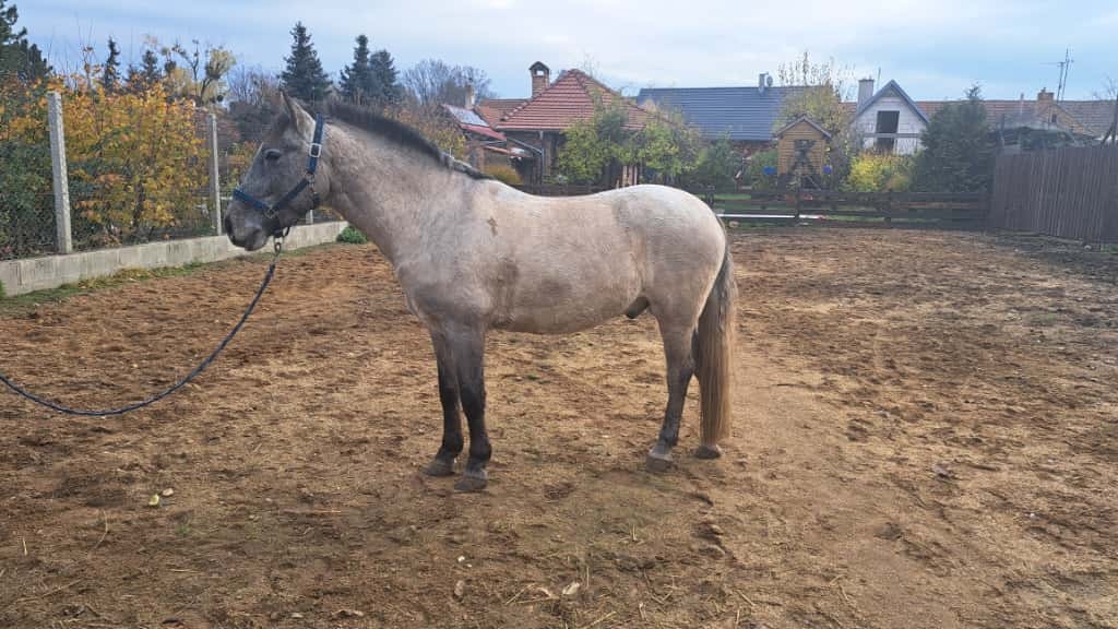 Prodáme pony valacha - 2