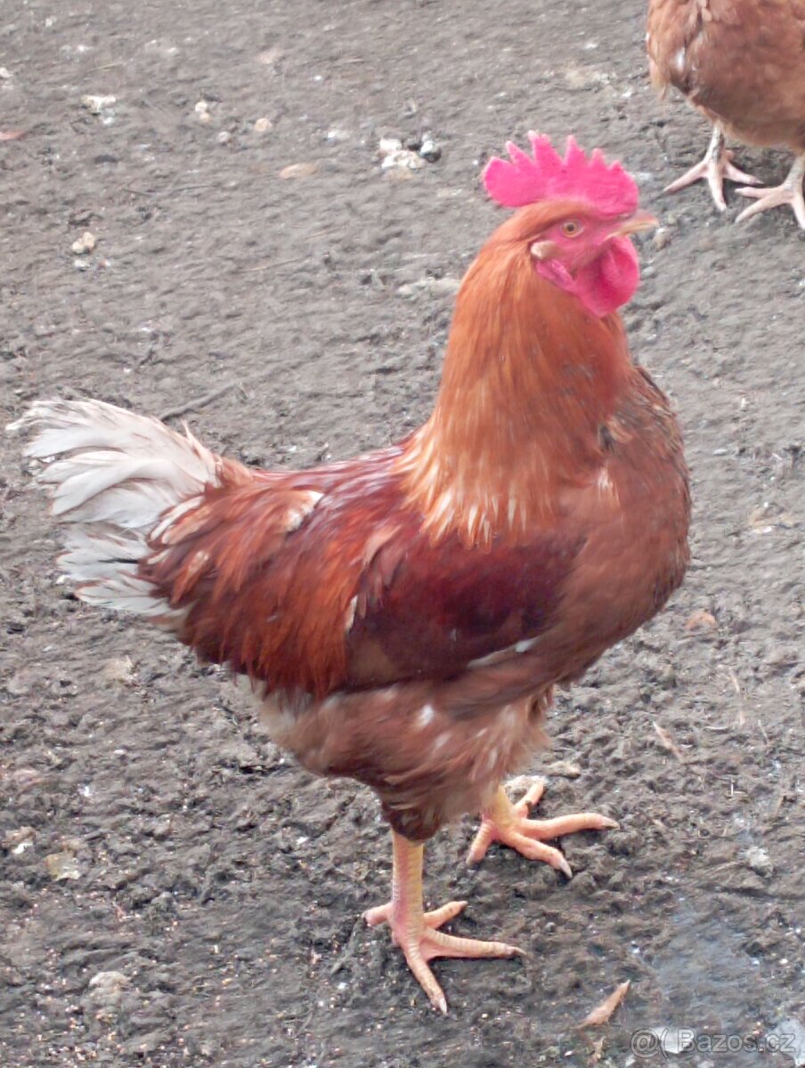 Kohouti - 2