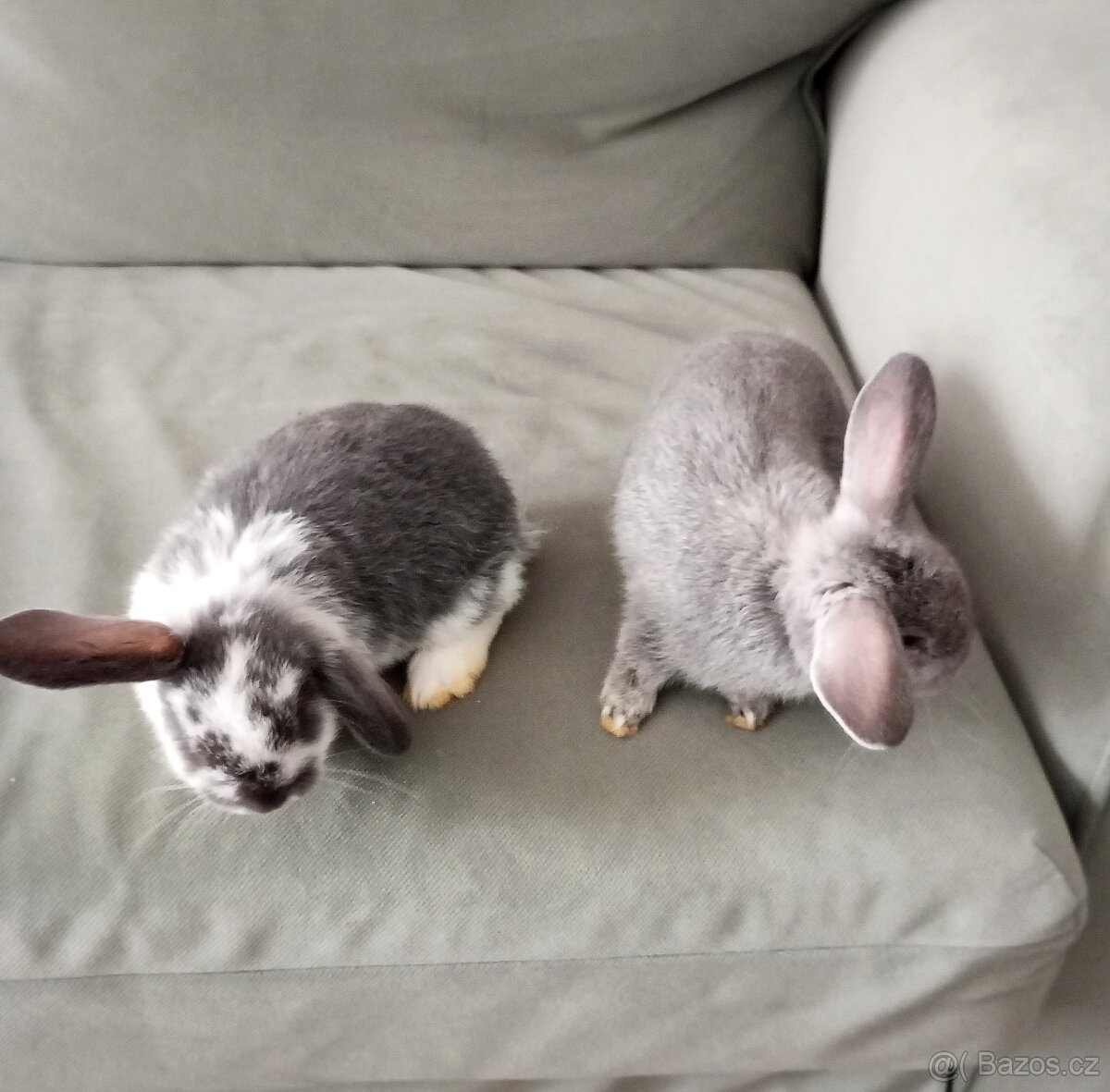 Zakrslý beránek králíček - 2