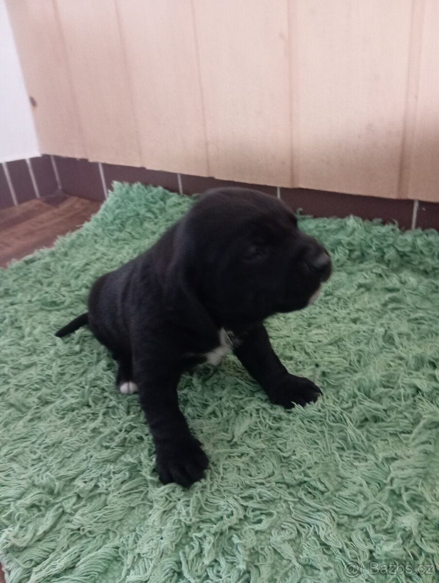 Nabízím štěňátka do dobrých rukou. - 2