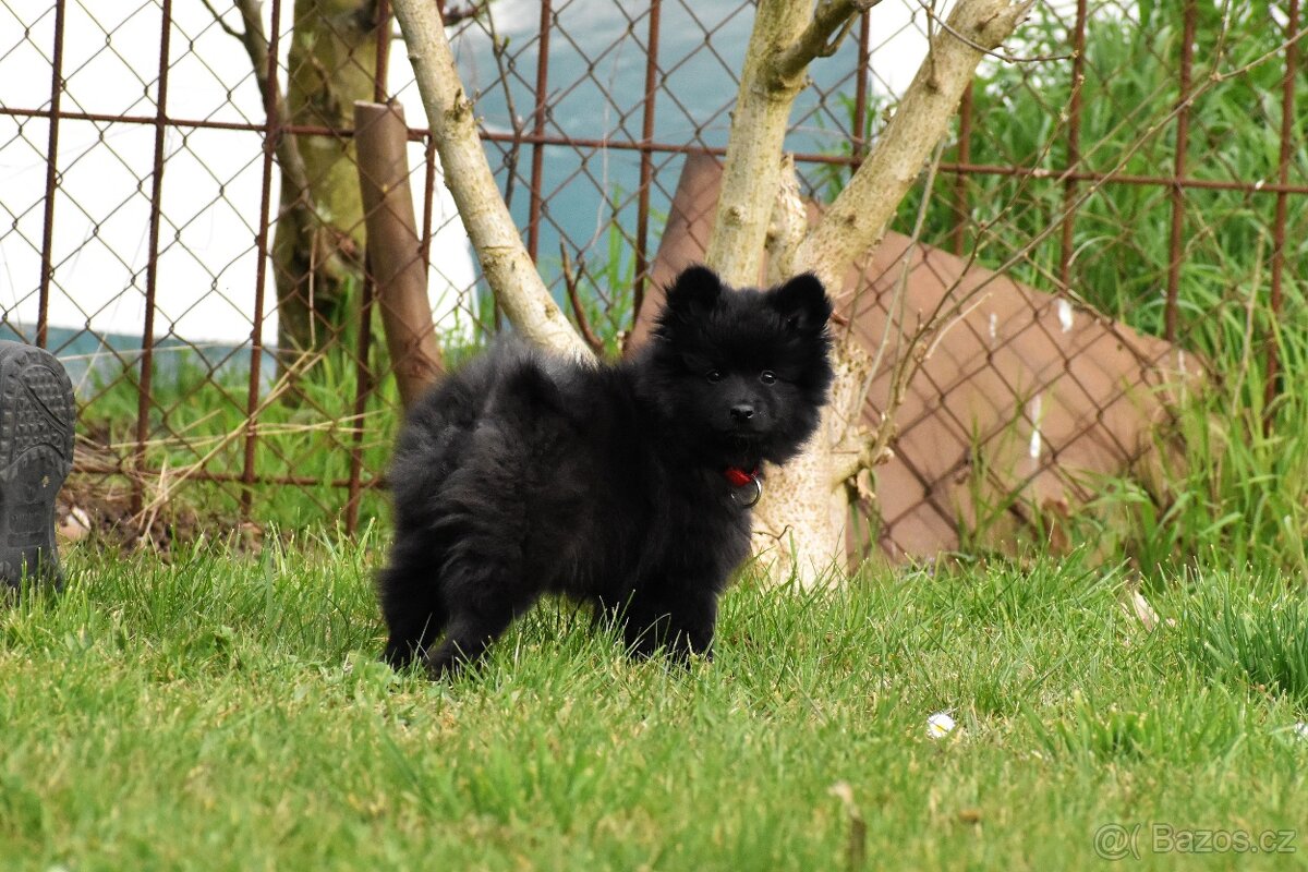 Německý špic střední s PP/FCI - 2