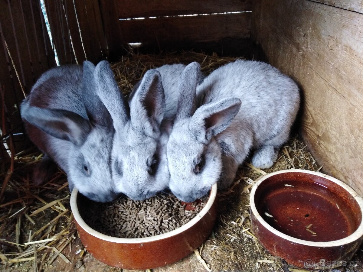 Velký světlý stříbřitý - 2