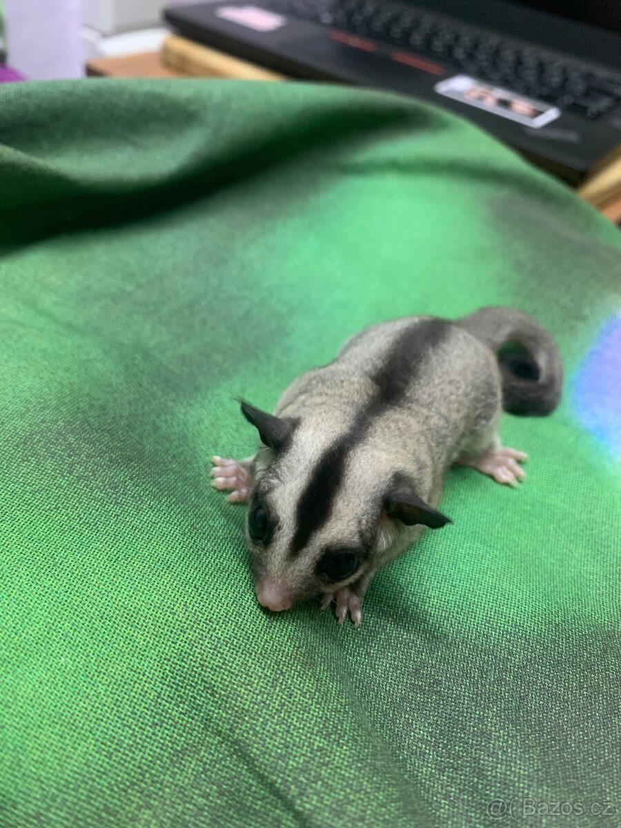 Vakoveverka létavá - 2